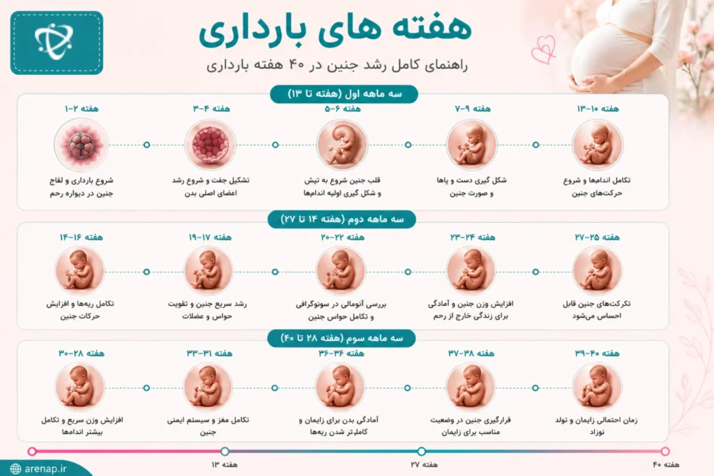 راهنمای هفته های بارداری