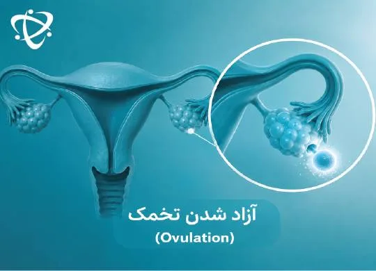 علت ناباروری در زنان و ازاد شدن تخمک 
