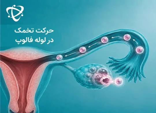 ناباروری در زنان حرکت تخمک در لوله فالوپ