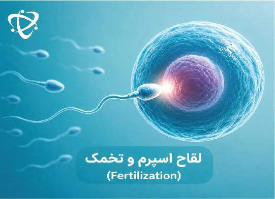 ناباروری در زنان و لقاح اسپرم و تخمک