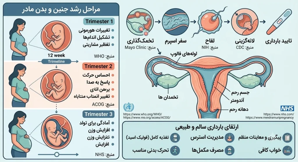 مراحل بارداری سالم و علائم ناباروری