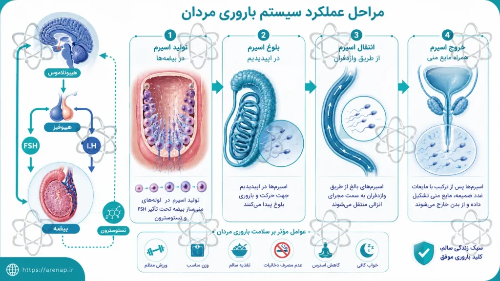 مراحل عملکرد سیستم باروری مردان