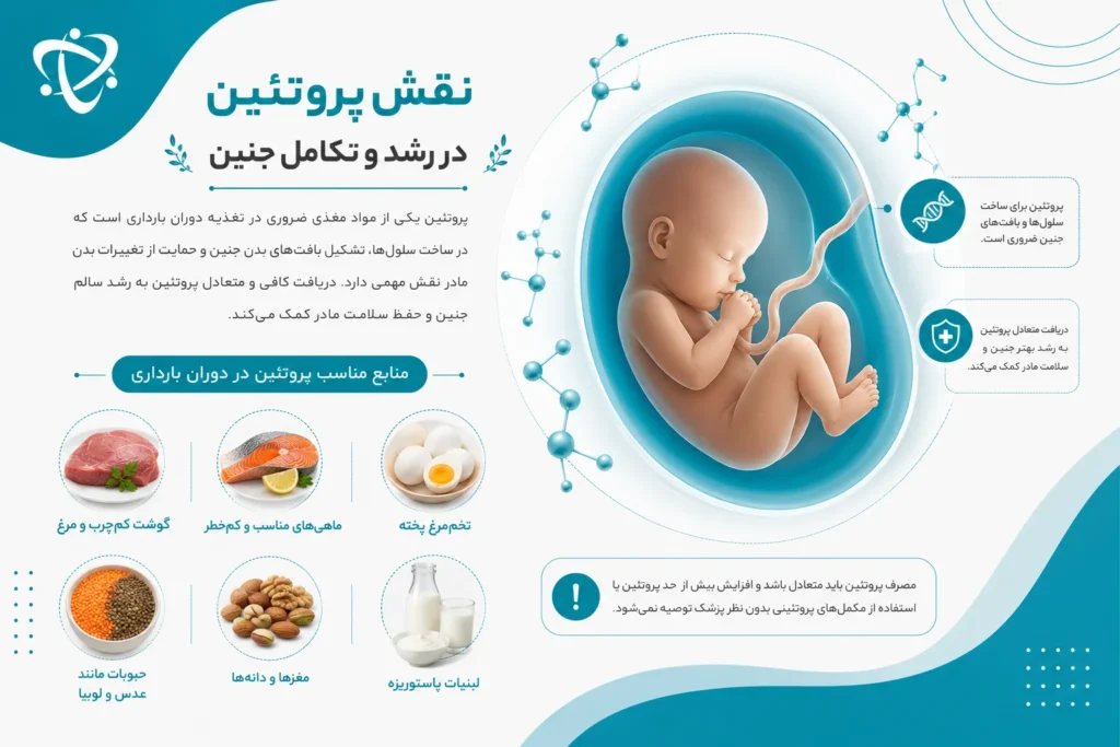 تغذیه دوران بارداری و نقش پروتئین در رشد جنین؛ معرفی منابع پروتئینی سالم و ضروری.