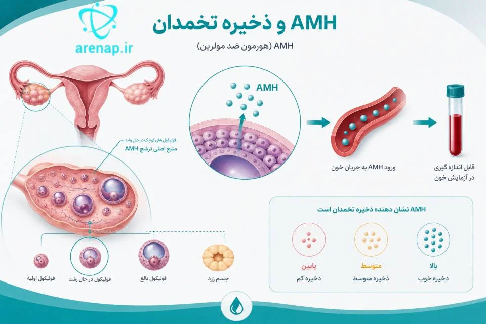 تصویر آموزشی تخمدان و فولیکول‌ها و مسیر ترشح هورمون آنتی‌مولرین (AMH) - ارناپ