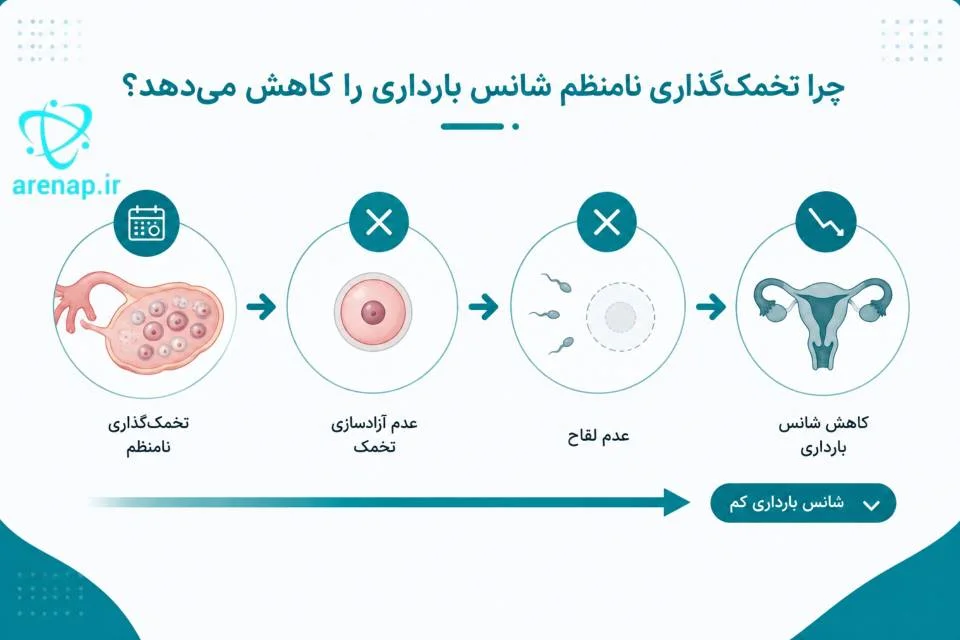 نمودار ارتباط تخمک‌گذاری نامنظم در سندروم تخمدان پلی‌کیستیک با کاهش شانس بارداری-ارناپ
