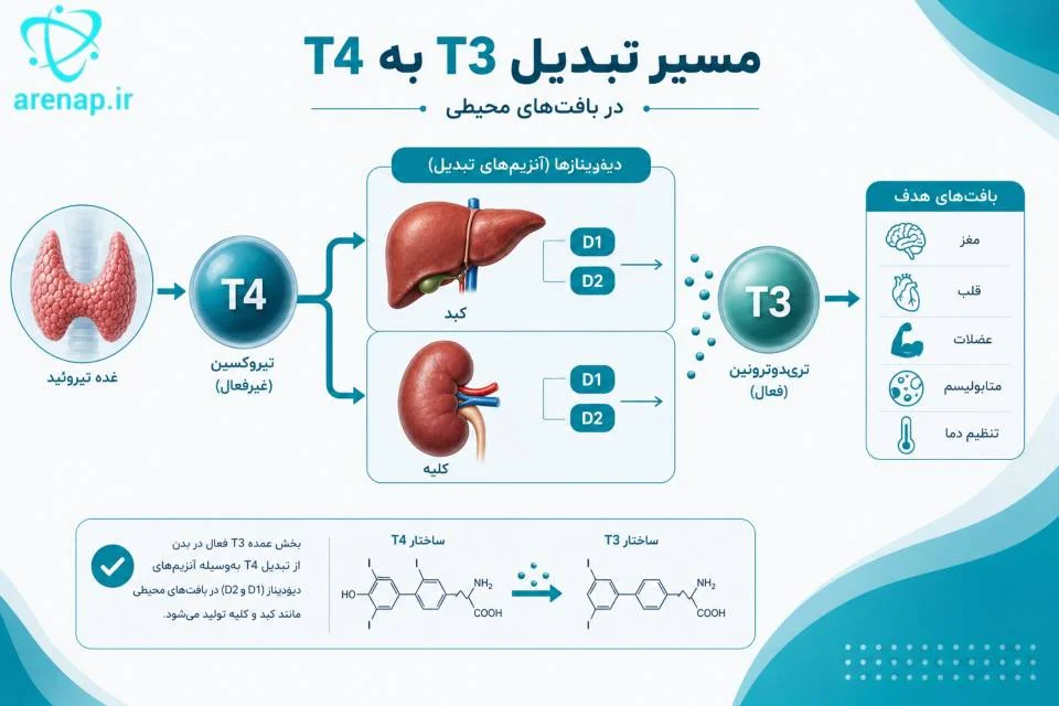 مسیر تبدیل هورمون T4 به T3 فعال در بافت‌های محیطی مانند کبد و کلیه -ارناپ