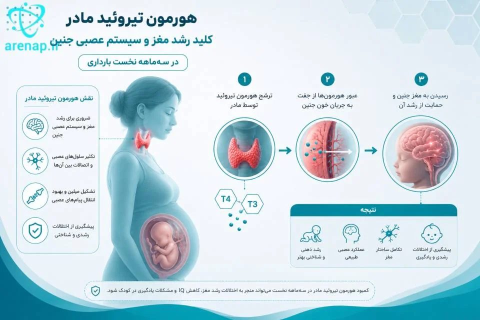 ارتباط هورمون‌های تیروئید مادر با رشد مغز و سیستم عصبی جنین در سه‌ماهه نخست بارداری -ارناپ