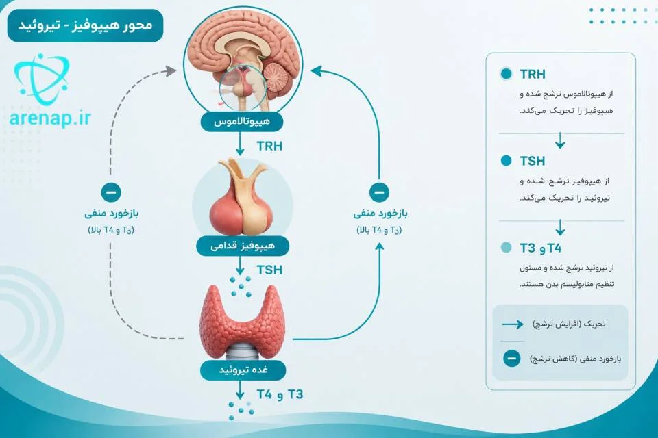 ارتباط هیپوفیز و تیروئید در تنظیم ترشح TSH و هورمون‌های تیروئیدی -ارناپ