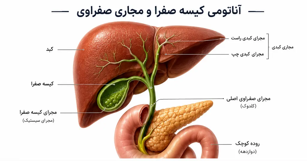 آناتومی کیسه صفرا و مجاری صفراوی شامل کبد، کیسه صفرا، مجرای صفراوی مشترک و مجرای پانکراسی