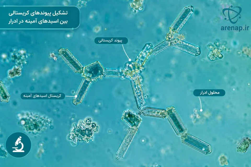 نمای میکروسکوپی از تجمع و شکل‌گیری کریستال‌های اسید آمینه در ادرار - ارناپ

