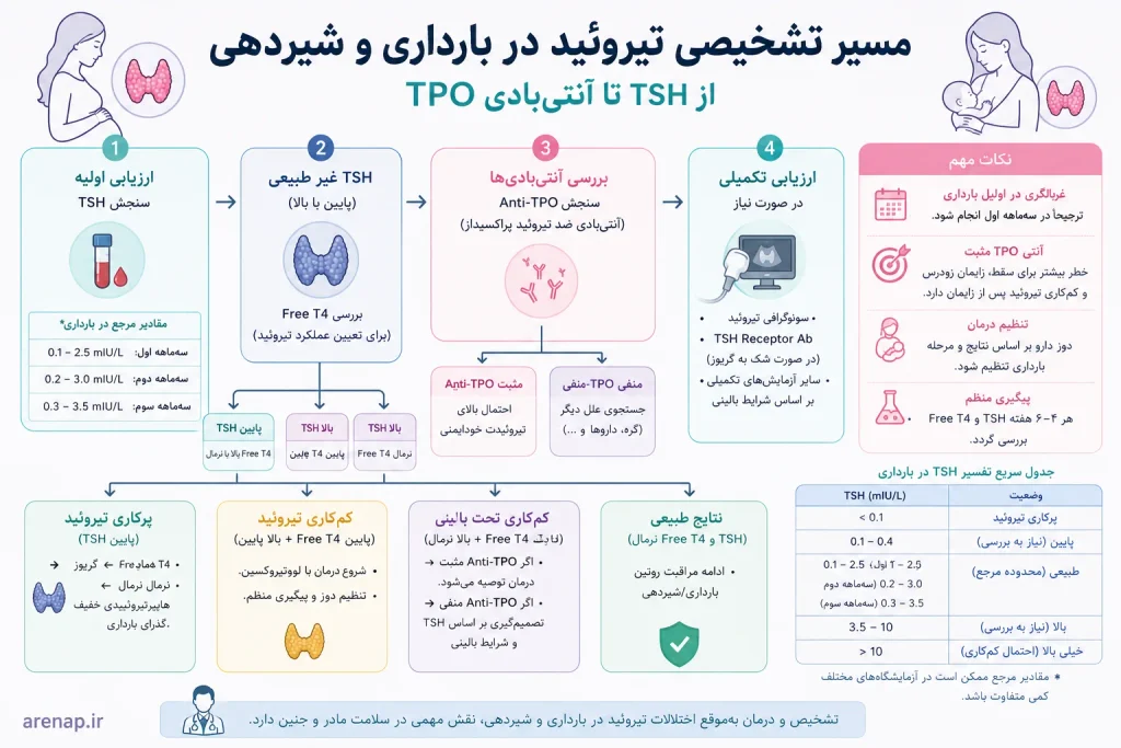 تفسیر آزمایش تیروئید در بارداری و تشخیص کم‌کاری