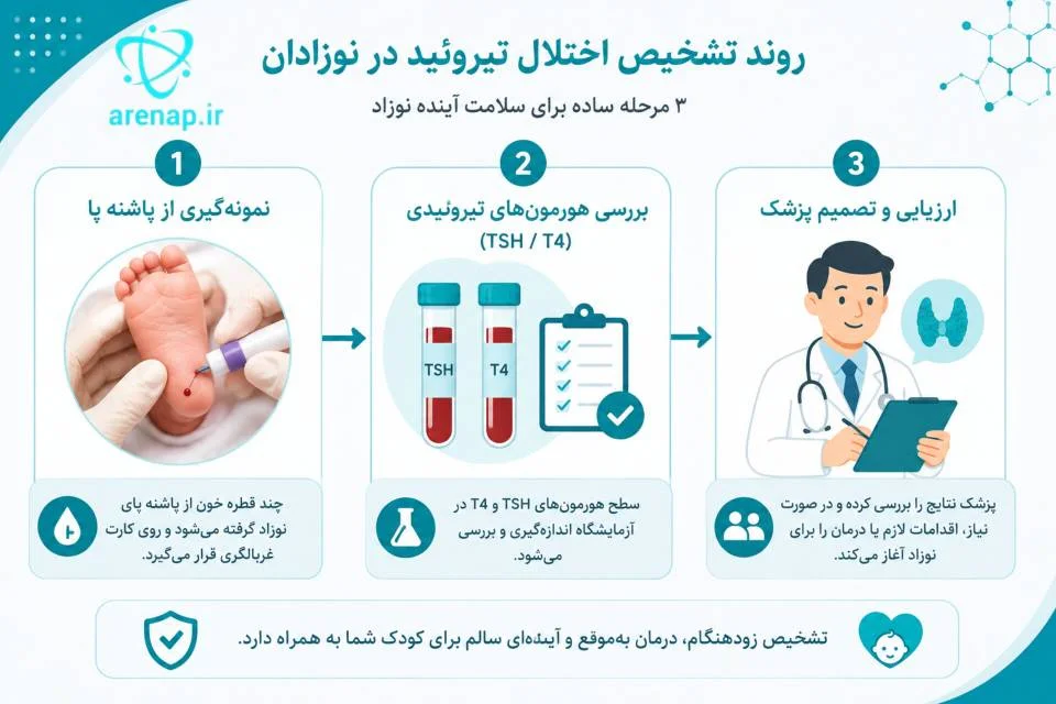 اینفوگرافیک روند تشخیص تیروئید در نوزادان از نمونه‌گیری پاشنه پا تا بررسی TSH و T4 و ارزیابی پزشک -ارناپ