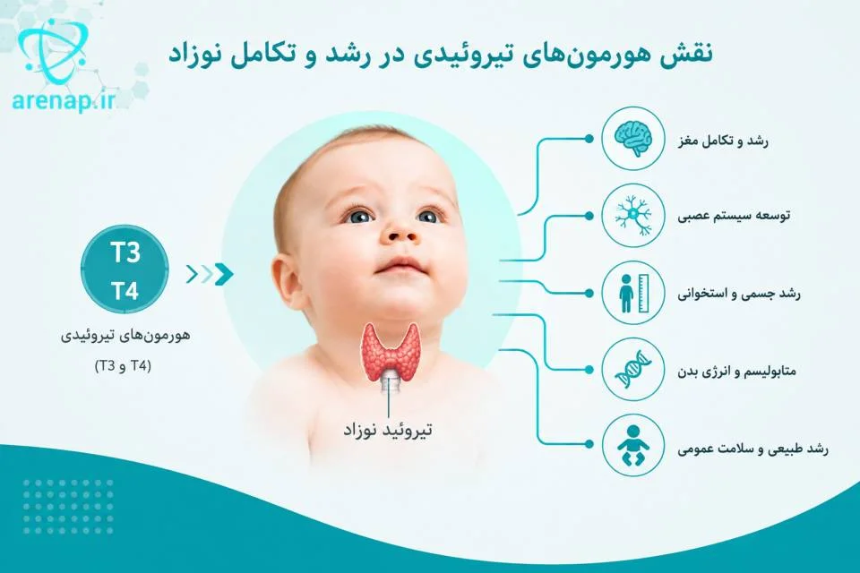 نمای شماتیک تیروئید نوزاد و نقش هورمون‌های تیروئیدی در رشد و تکامل -ارناپ