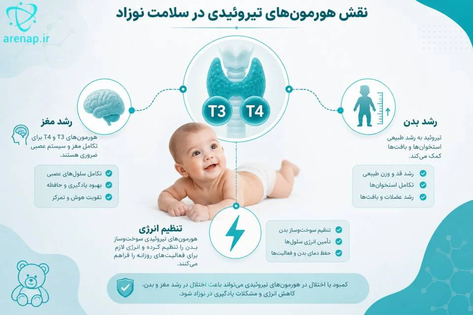 ارتباط هورمون‌های تیروئیدی با رشد مغز، رشد بدن و تنظیم انرژی در نوزاد -ارناپ