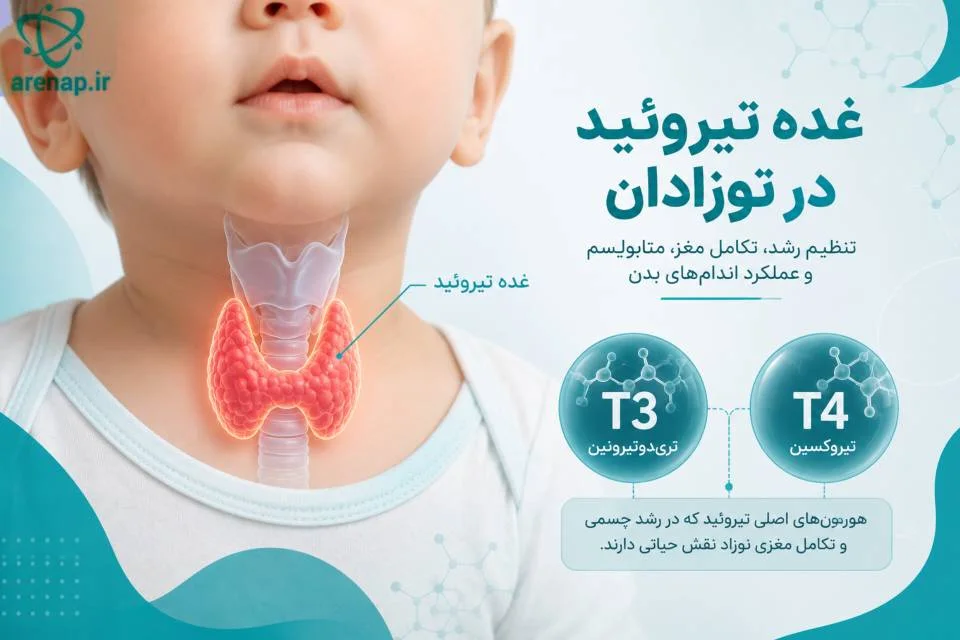 نمای شماتیک غده تیروئید در جلوی گردن و هورمون‌های T3 و T4 -ارناپ