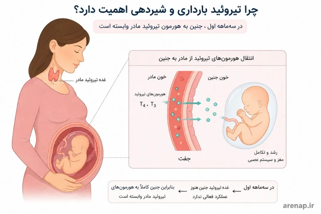 تیروئید در بارداری و شیردهی؛ راهنمای سلامت مادر و نوزاد