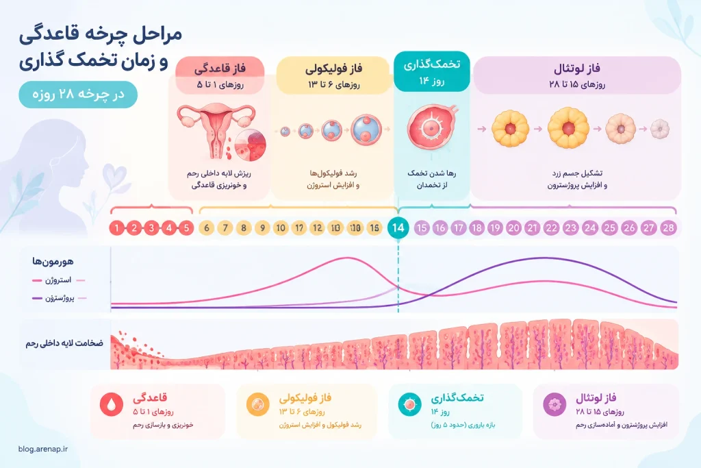 مراحل چرخه قاعدگی و زمان تخمک گذاری در چرخه ۲۸ روزه - آرناپ مراحل چرخه قاعدگی ۲۸ روزه و زمان تخمک گذاری در چرخه قاعدگی زنان – آرناپ