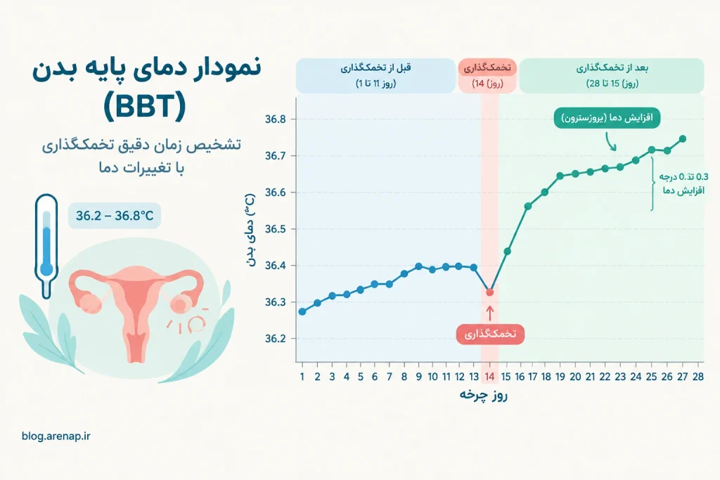 نمودار دمای پایه بدن و زمان تخمک گذاری - آرناپ نمودار دمای پایه بدن و زمان تخمک گذاری - آرناپ