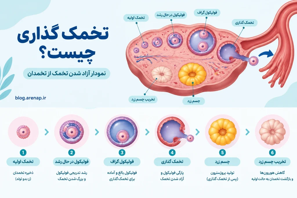 تخمک گذاری چیست؛ نمودار آزاد شدن تخمک از تخمدان - آرناپ نمودار تخمک گذاری و آزاد شدن تخمک از تخمدان در چرخه قاعدگی – آرناپ